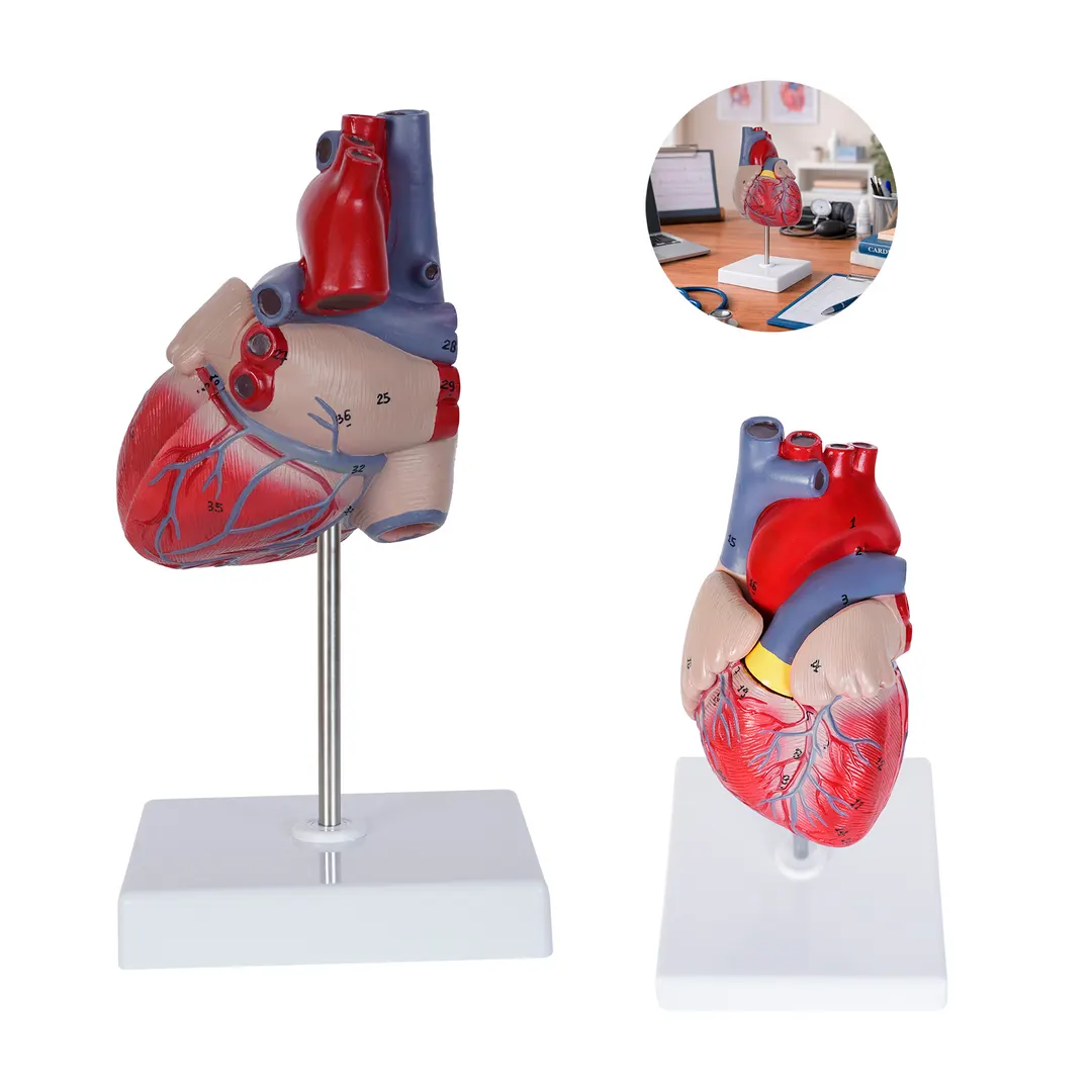 CARDIO CP 154 — clave CP 154